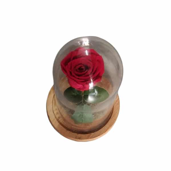 Γυάλινη Καμπάνα με Αποχυμωμένο Κόκκινο Τριαντάφυλλο11