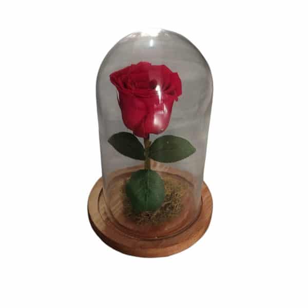 Γυάλινη Καμπάνα με Αποχυμωμένο Κόκκινο Τριαντάφυλλο2
